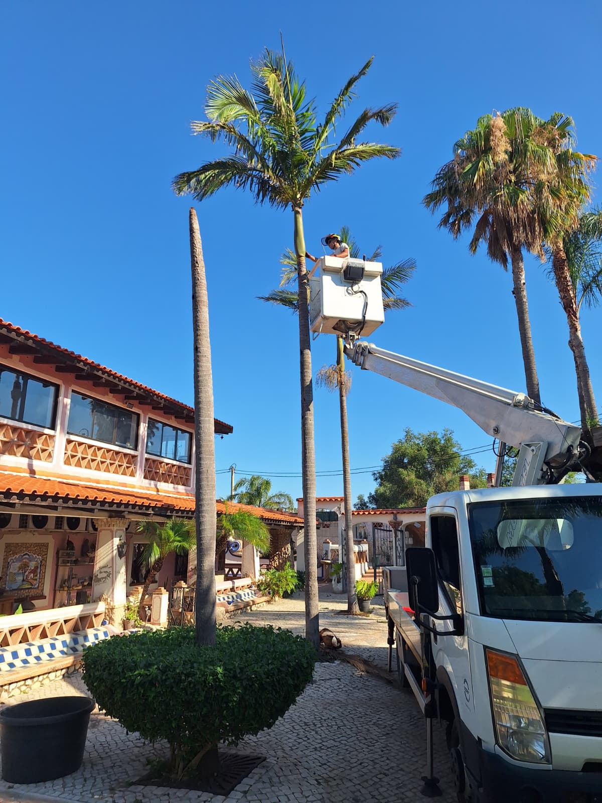 Uso de Plataformas elevatória para trabalhos em árvores