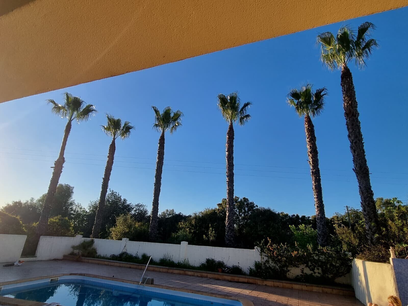 Antes - Poda de Limpeza de Palmeiras (Washingtonia robusta)