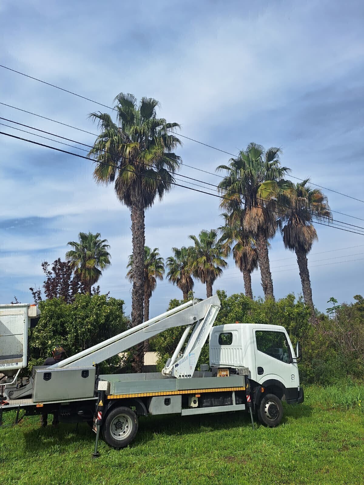 Depois - Poda de Limpeza de Palmeiras (Washingtonia robusta)
