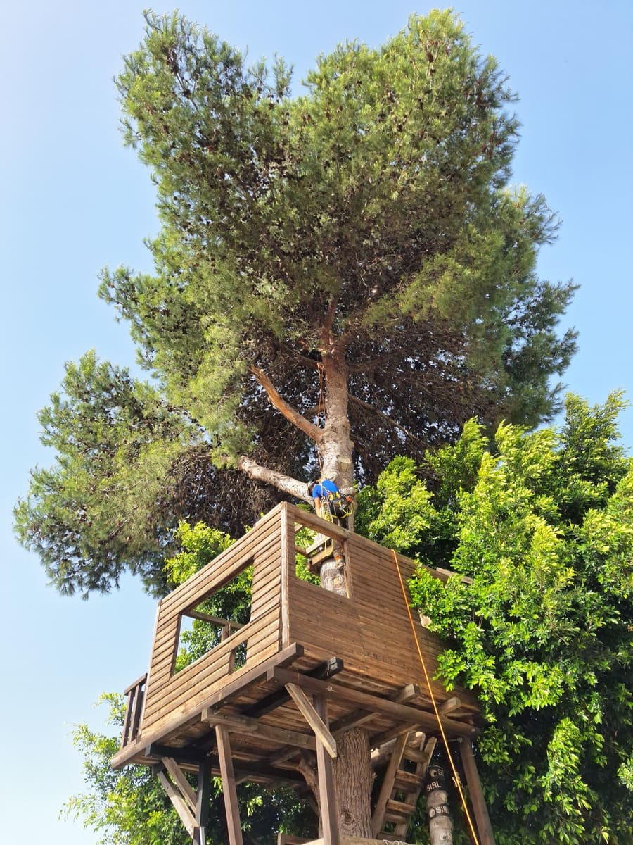 Trabalho profissional de arboricultura no Algarve