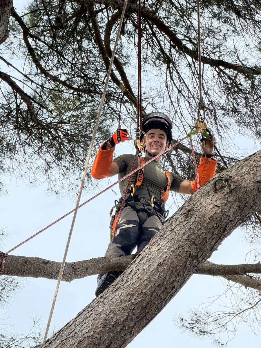 Cuidado profissional de árvores pela CrazyArbor